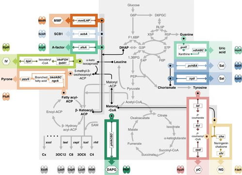 中國(guó)團(tuán)隊(duì)成功開發(fā)高性能細(xì)胞通訊系統(tǒng)，攻克多細(xì)胞系統(tǒng)工程難題